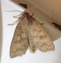 Ipimorpha pleonectusa