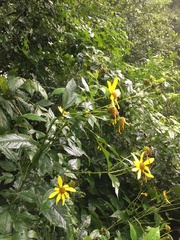 Helianthus decapetalus