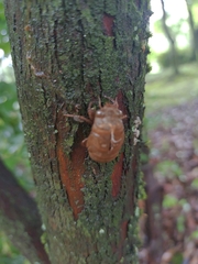 Platypleura kaempferi