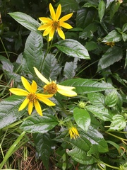 Helianthus decapetalus