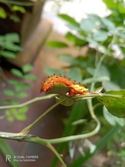 Trypanophora semihyalina