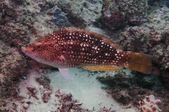 Notolabrus gymnogenis