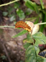 Trypanophora semihyalina