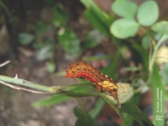 Trypanophora semihyalina