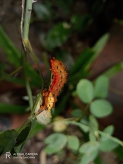 Trypanophora semihyalina