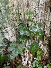 Rubus pedatus