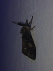 Orgyia pseudotsugata