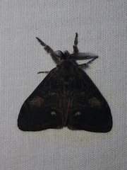 Orgyia pseudotsugata