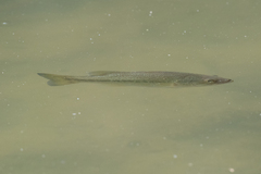 Micropterus