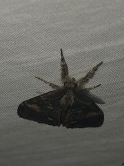 Orgyia pseudotsugata