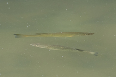 Micropterus