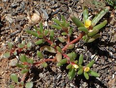 Portulaca halimoides