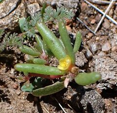 Portulaca halimoides