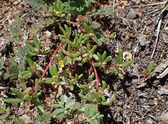 Portulaca halimoides