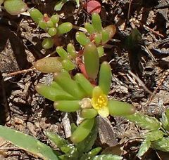 Portulaca halimoides