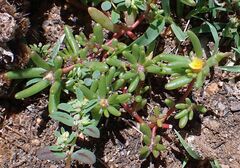 Portulaca halimoides