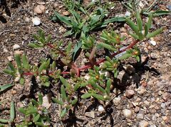 Portulaca halimoides
