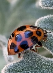 Harmonia conformis