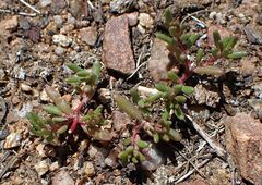 Portulaca halimoides