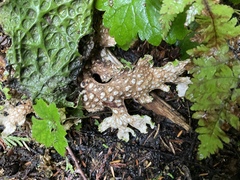Lobaria