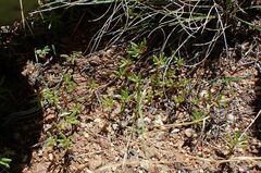 Portulaca halimoides
