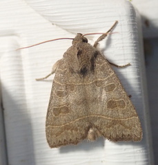 Ipimorpha pleonectusa