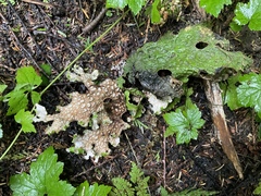 Lobaria