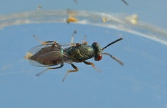 Pteromalidae