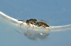 Pteromalidae