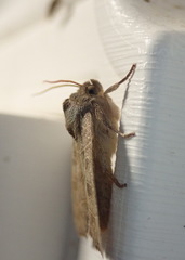 Ipimorpha pleonectusa