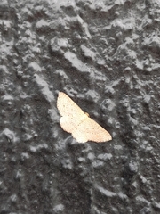 Epicyme rubropunctaria