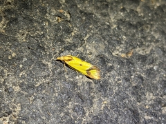 Agapeta zoegana