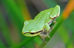 Hyla arborea