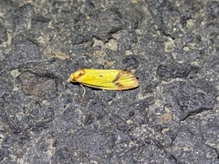 Agapeta zoegana
