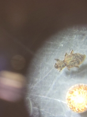 Listronotus bonariensis