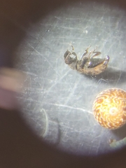 Listronotus bonariensis