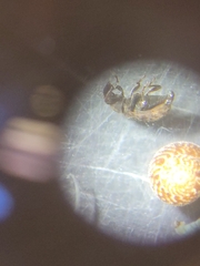 Listronotus bonariensis