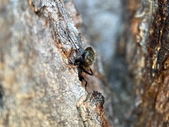 Camponotus modoc