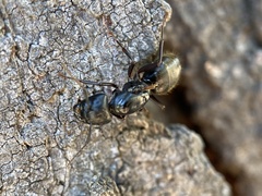 Camponotus modoc