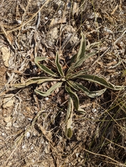 Magnoliopsida