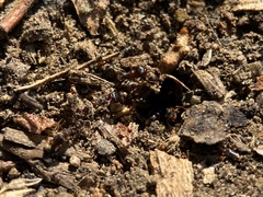 Tetramorium immigrans