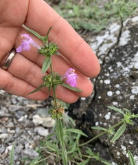 Galeopsis angustifolia