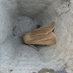 Mythimna pallens