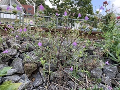 Galeopsis angustifolia