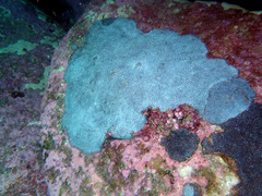 Plesiastrea versipora