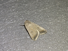 Caradrina montana