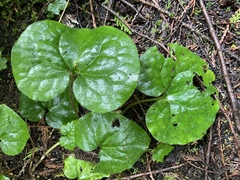 Asarum caudatum