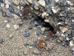 Pogonomyrmex salinus