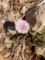Convolvulus cantabrica