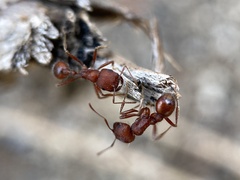 Pogonomyrmex salinus